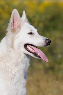 White Swiss Shepherd Dog