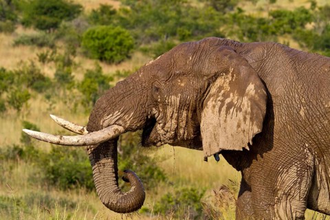 African elephant (Loxodonta africana)