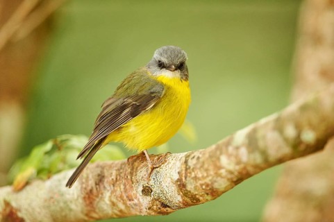 Eastern Yellow Robin (Eopsaltria australis) sitting on a branch