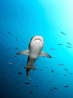 Whitetip reef shark (Triaenodon obesus) from below in the open sea