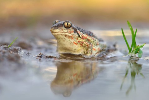 Common spadefoot (Pelobates fuscus) is reflected in a puddle