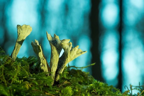 Candlestick fungus (Xylaria hypoxylon)