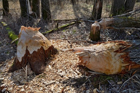 Fallen down tree