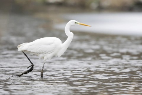 Great egret (Ardea alba) striding in water