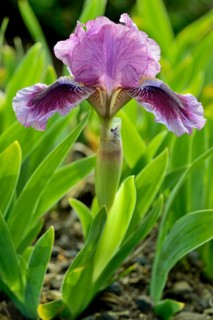 Low Bearded Iris (Iris barbata)
