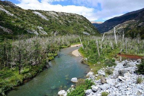 Landscape with dead trees at the Rio Exploradores river