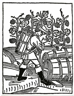 Grape grape harvest