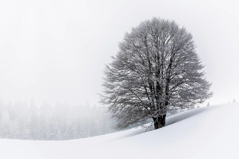 Frozen tree in Winter