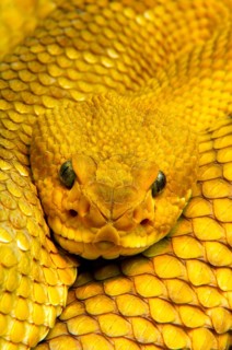 Mexican west coast rattlesnake (Crotalus basiliscus)