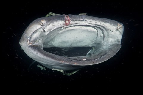 Animal portrait of the Whale Shark (Rhincodon typus) with open mouth