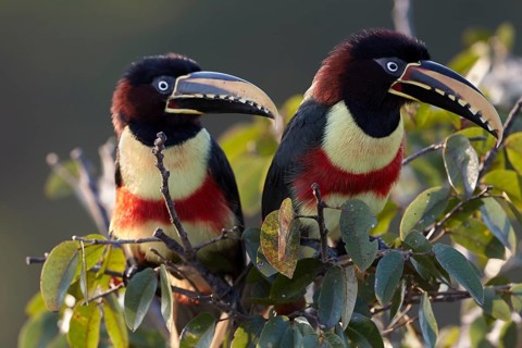 Chestnut-eared aracaris (Pteroglossus castanotis) on a bush near Pocone