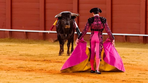 Bull stands in front of Matador