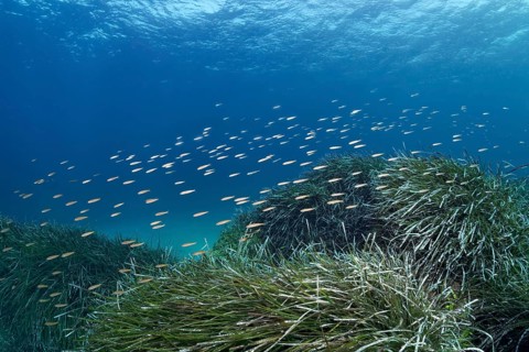 Mediterranean sand smelt (Atherina hepsetut)