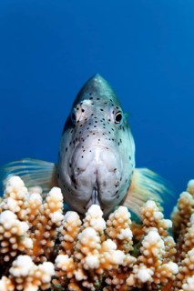 Black-sided hawkfish (Paracirrhite forsteri)