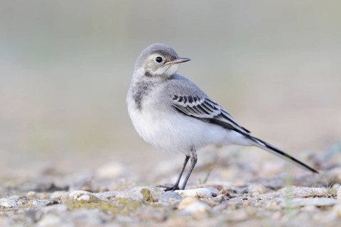 White wagtail (Motacilla alba) Young bird in an abandoned gravel pit