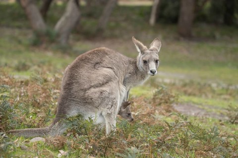 Eastern grey kangaroo (Macropus giganteus) adult and baby joey in it's mothers pouch