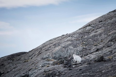 Arctic hare (Lepus arcticus)
