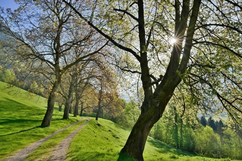 Nut tree alley in spring at Tratzberg Castle