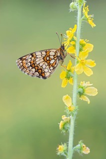 Heath fritillary (Mellicta athalia) sits on a plant with yellow flowers