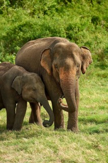 Sri Lankan elephants (Elephas maximus maximus)