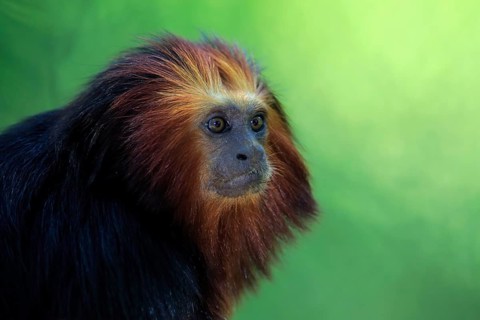 Golden-headed lion tamarin (Leontopithecus chrysomelas)