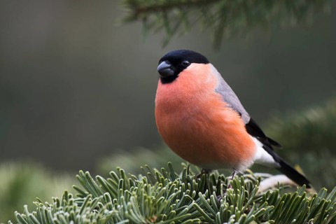 Bullfinch (Pyrrhula pyrrhula)