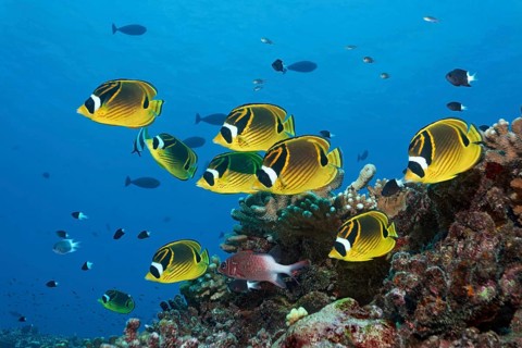 Swarm Raccoon butterflyfish (Chaetodon lunula)