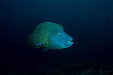 Humphead Wrasse or Napoleonfish (Cheilinus undulatus) swims in th blue water