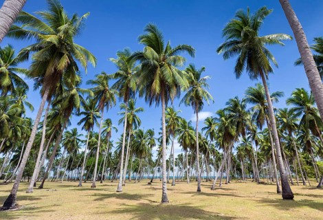 Palm trees at beach