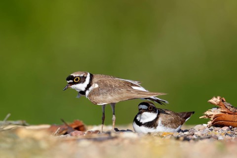 Little ringed plover (Charadrius dubius)