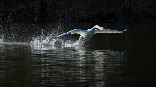 Mute swan (Cygnus olor)