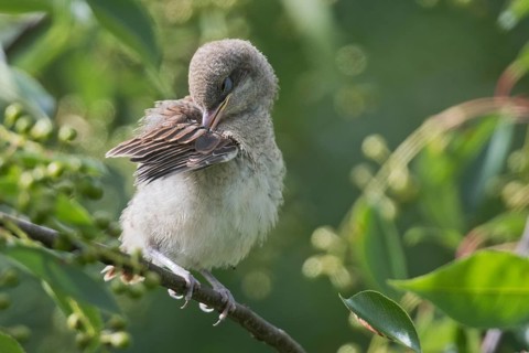 Young Red-backed shrike (Lanius collurio)