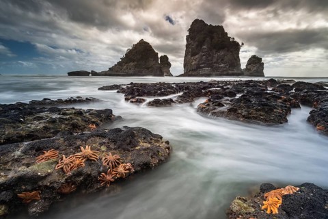 Starfishes on rocky coast