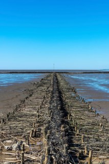 Groyne at the Eidersperrwerk at low tide and cloudless sky