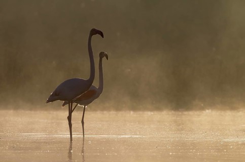 Greater Flamingo (Phoenicopterus roseus)
