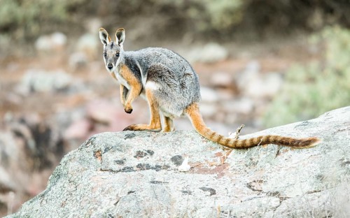 Yellow-footed rock-wallaby (Petrogale xanthopus)