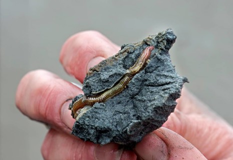 Lugworm (Arenicola marina) in his living corridor in the mud