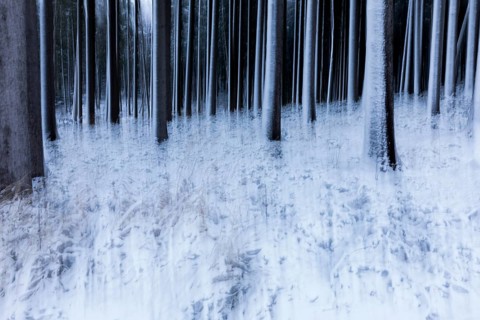 Blurred winter forest