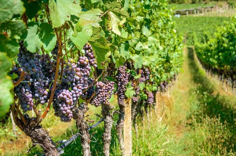 Blue grapes