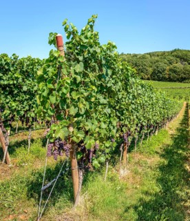Blue grapes