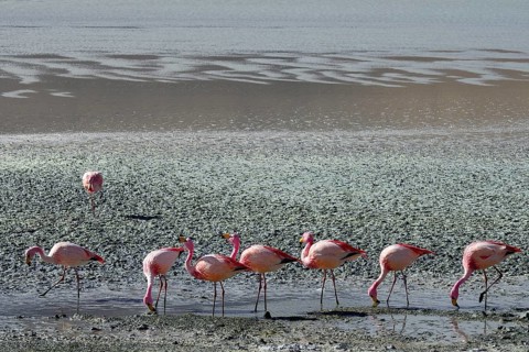 James's flamingos (Phoenicoparrus jamesi)