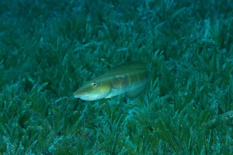 Cigar Wrasse (Cheilio inermis) swim over sea grass