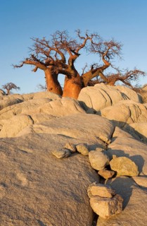 African Baobab (Adansonia digitata) between stones