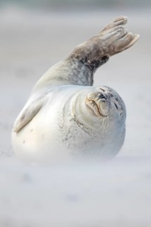 Grey seal (Halichoerus grypus) lies with raised tail fin on the beach