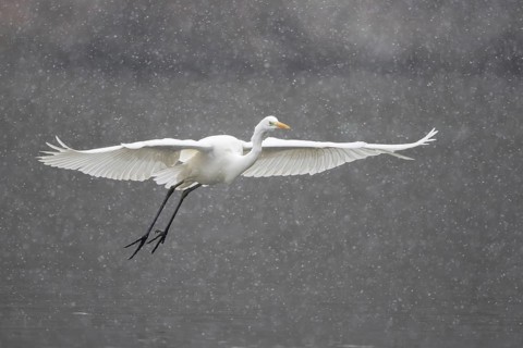 Great egret (Ardea alba) flying during snowfall