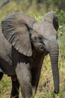 African elephant (Loxodonta africana)