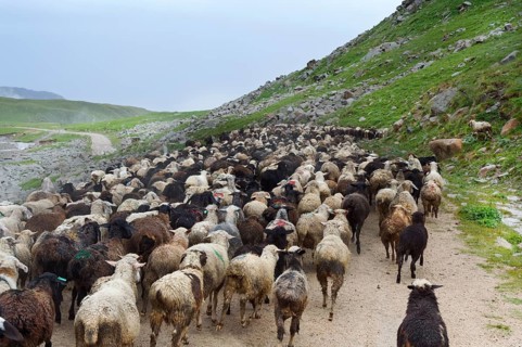 Sheep herd moving along Tosor Pass