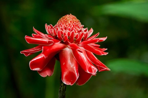Red flower of Torch Ginger (Etlingera elatior)
