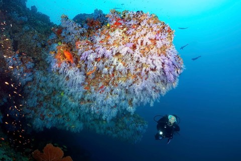 Diver looks at overhang densely overgrown with soft corals (Alcyonacea)