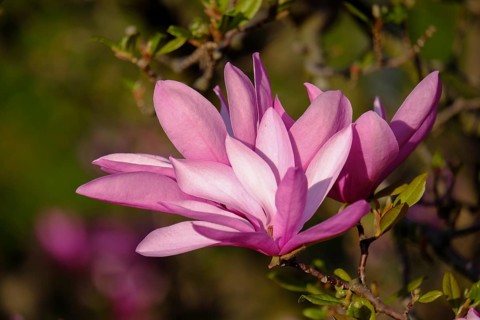 Mulan magnolia (Magnolia liliiflora)